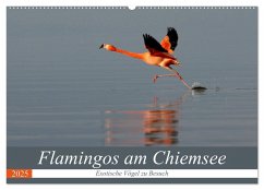 Flamingos am Chiemsee (Wandkalender 2025 DIN A2 quer), CALVENDO Monatskalender - Calvendo;R. Bogner, J.