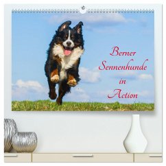 Berner Sennenhunde in Action (hochwertiger Premium Wandkalender 2025 DIN A2 quer), Kunstdruck in Hochglanz