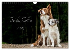 Border Collies 2025 (Wandkalender 2025 DIN A4 quer), CALVENDO Monatskalender - Calvendo;Hemlep, Christine