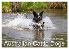 Spaziergang am See Australian Cattle Dogs (Wandkalender 2025 DIN A2 quer), CALVENDO Monatskalender - Calvendo;Verena Scholze, Fotodesign