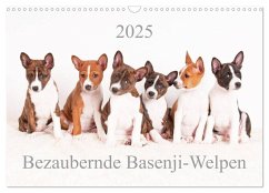 Bezaubernde Basenji-Welpen (Wandkalender 2025 DIN A3 quer), CALVENDO Monatskalender