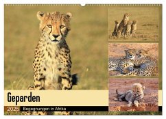 Geparden - Begegnungen in Afrika (Wandkalender 2025 DIN A2 quer), CALVENDO Monatskalender