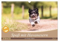 Spaß mit Havanesern (Wandkalender 2025 DIN A3 quer), CALVENDO Monatskalender