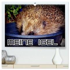 Meine Igel (hochwertiger Premium Wandkalender 2025 DIN A2 quer), Kunstdruck in Hochglanz - Calvendo;Löwis of Menar, Henning von