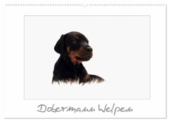 Dobermann Welpen (Wandkalender 2025 DIN A2 quer), CALVENDO Monatskalender