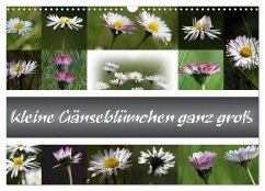 kleine Gänseblümchen ganz groß (Wandkalender 2025 DIN A3 quer), CALVENDO Monatskalender