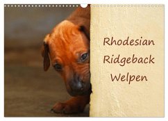 Rhodesian Ridgeback Welpen (Wandkalender 2025 DIN A3 quer), CALVENDO Monatskalender - Calvendo;van Wyk, Anke