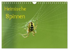 Heimische Spinnen (Wandkalender 2025 DIN A4 quer), CALVENDO Monatskalender - Calvendo;Schäfer, Otto