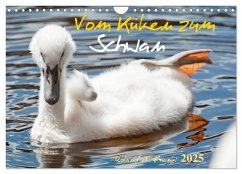 Vom Küken zum Schwan (Wandkalender 2025 DIN A4 quer), CALVENDO Monatskalender