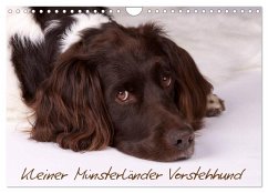 Kleiner Münsterländer Vorstehhund (Wandkalender 2025 DIN A4 quer), CALVENDO Monatskalender