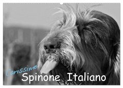 Carissimo Spinone Italiano (Wandkalender 2025 DIN A2 quer), CALVENDO Monatskalender