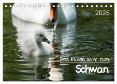 Das Küken wird zum Schwan (Tischkalender 2025 DIN A5 quer), CALVENDO Monatskalender - Calvendo;Frank, Roland T.