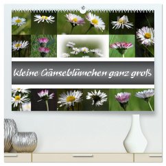 kleine Gänseblümchen ganz groß (hochwertiger Premium Wandkalender 2025 DIN A2 quer), Kunstdruck in Hochglanz - Calvendo;Schnellewelten