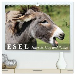 Esel - hübsch, klug und fleißig (hochwertiger Premium Wandkalender 2025 DIN A2 quer), Kunstdruck in Hochglanz
