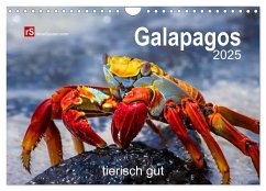 Galapagos 2025 tierisch gut (Wandkalender 2025 DIN A4 quer), CALVENDO Monatskalender