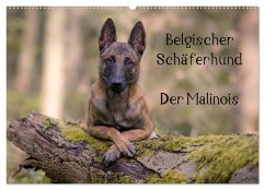 Belgischer Schäferhund - Der Malinois (Wandkalender 2025 DIN A2 quer), CALVENDO Monatskalender - Calvendo;Brandt, Tanja