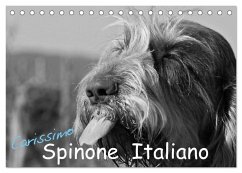 Carissimo Spinone Italiano (Tischkalender 2025 DIN A5 quer), CALVENDO Monatskalender - Calvendo;Drafz, Silvia