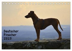 Deutscher Pinscher (Tischkalender 2025 DIN A5 quer), CALVENDO Monatskalender - Calvendo;Redl, Ula