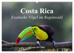 Costa Rica - Exotische Vögel im Regenwald (Wandkalender 2025 DIN A2 quer), CALVENDO Monatskalender - Calvendo;Di Chito, Ursula