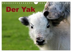 Der Yak (Wandkalender 2025 DIN A4 quer), CALVENDO Monatskalender