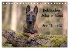 Belgischer Schäferhund - Der Malinois (Tischkalender 2025 DIN A5 quer), CALVENDO Monatskalender