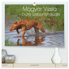Magyar Vizsla - pure Lebensfreude (hochwertiger Premium Wandkalender 2025 DIN A2 quer), Kunstdruck in Hochglanz - Calvendo;Mielewczyk, Barbara