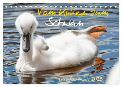 Vom Küken zum Schwan (Tischkalender 2025 DIN A5 quer), CALVENDO Monatskalender