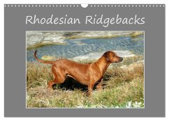 Rhodesian Ridgebacks (Wandkalender 2025 DIN A3 quer), CALVENDO Monatskalender