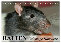 Ratten - Gelehrige Haustiere (Tischkalender 2025 DIN A5 quer), CALVENDO Monatskalender - Calvendo;Stanzer, Elisabeth