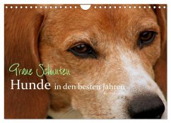 Graue Schnuten - Hunde in den besten Jahren (Wandkalender 2025 DIN A4 quer), CALVENDO Monatskalender - Calvendo;Grüttner, Kerstin