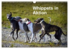 Whippets in Aktion (Wandkalender 2025 DIN A3 quer), CALVENDO Monatskalender - Calvendo;Redl, Ula