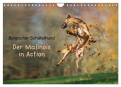 Belgischer Schäferhund - Der Malinois in Action (Wandkalender 2025 DIN A4 quer), CALVENDO Monatskalender