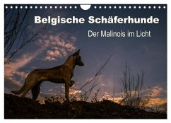 Belgische Schäferhunde - Der Malinois im Licht (Wandkalender 2025 DIN A4 quer), CALVENDO Monatskalender - Calvendo;Brandt, Tanja