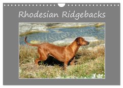 Rhodesian Ridgebacks (Wandkalender 2025 DIN A4 quer), CALVENDO Monatskalender - Calvendo;van Wyk - www.germanpix.net, Anke
