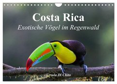 Costa Rica - Exotische Vögel im Regenwald (Wandkalender 2025 DIN A4 quer), CALVENDO Monatskalender - Calvendo;Di Chito, Ursula