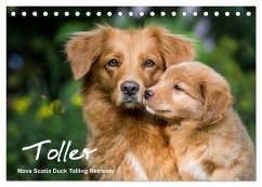 Toller - Nova Scotia Duck Tolling Retriever (Tischkalender 2025 DIN A5 quer), CALVENDO Monatskalender