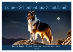 Traumhund Collie (Wandkalender 2025 DIN A2 quer), CALVENDO Monatskalender