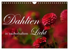 Dahlien in zauberhaftem Licht (Wandkalender 2025 DIN A4 quer), CALVENDO Monatskalender - Calvendo;Stehle, Brigitte