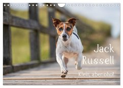 Jack Russell - Klein, aber oho! (Wandkalender 2025 DIN A4 quer), CALVENDO Monatskalender - Calvendo;Mirsberger tierpfoto.de, Annett