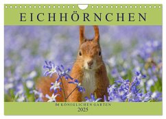 Eichhörnchen im Königlichen Garten (Wandkalender 2025 DIN A4 quer), CALVENDO Monatskalender
