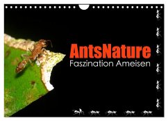 AntsNature - Faszination Ameisen (Wandkalender 2025 DIN A4 quer), CALVENDO Monatskalender - Calvendo;Drenske, Bianca