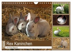 Rex - Kaninchen (Wandkalender 2025 DIN A4 quer), CALVENDO Monatskalender