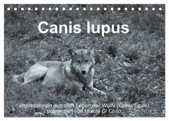 Canis lupus (Tischkalender 2025 DIN A5 quer), CALVENDO Monatskalender