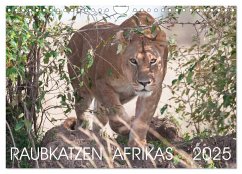 Raubkatzen Afrikas (Wandkalender 2025 DIN A4 quer), CALVENDO Monatskalender