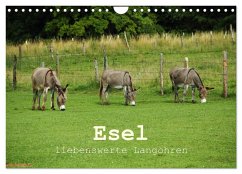 Esel - liebenswerte Langohren (Wandkalender 2025 DIN A4 quer), CALVENDO Monatskalender