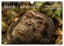 blick kontakt mit tieren im östlichen und südlichen afrika (Wandkalender 2025 DIN A4 quer), CALVENDO Monatskalender - Calvendo;rsiemer