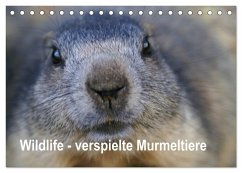 Wildlife - Verspielte Murmeltiere (Tischkalender 2025 DIN A5 quer), CALVENDO Monatskalender