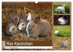 Rex - Kaninchen (Wandkalender 2025 DIN A3 quer), CALVENDO Monatskalender