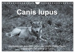 Canis lupus (Wandkalender 2025 DIN A4 quer), CALVENDO Monatskalender - Calvendo;Di Chito, Ursula