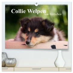 Collie Welpen zum Verlieben (hochwertiger Premium Wandkalender 2025 DIN A2 quer), Kunstdruck in Hochglanz